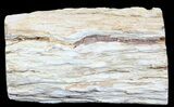 Polished Petrified Wood Limb - Madagascar #54614-2